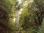 Kauri Tree at Waipoua Forest 1500 year old.JPG (127 KB)